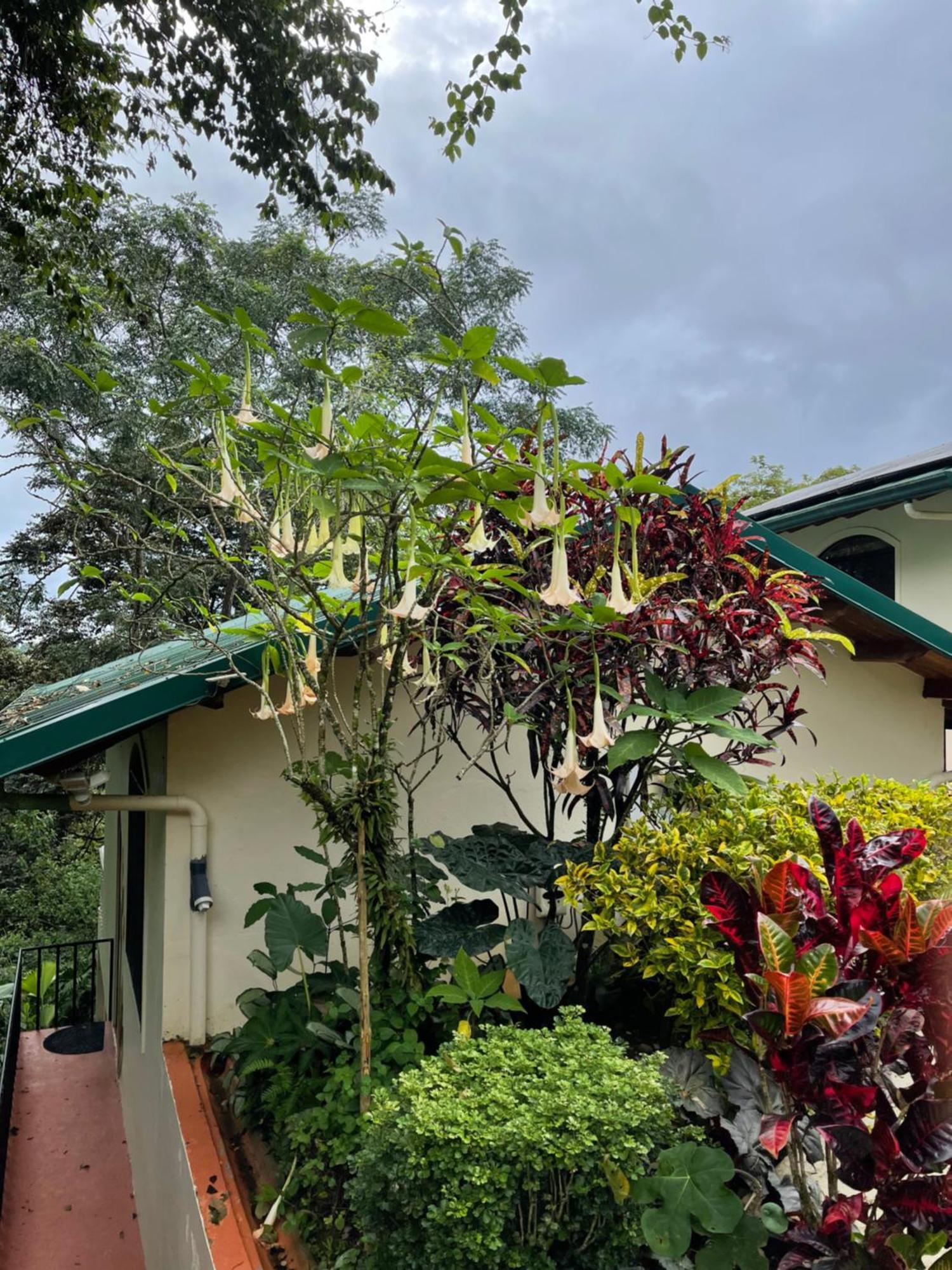 Mango Tree Villas Coronado Экстерьер фото